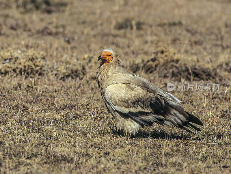 埃及秃鹰(Neophron percnopterus)，也被称为白色食腐秃鹫或法老鸡，是一种小型的旧大陆秃鹰，也是埃及秃鹰属的唯一成员。肯尼亚马赛马拉国家保护区。